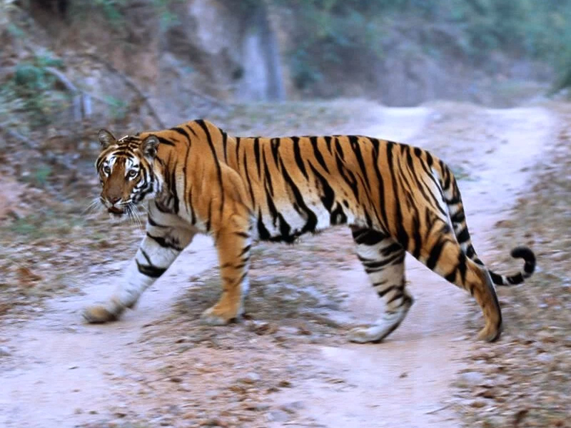 Bengal Tiger in Ranthambore