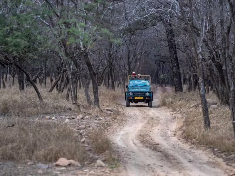 Jaipur to Sariska Tiger Safari Day Tour