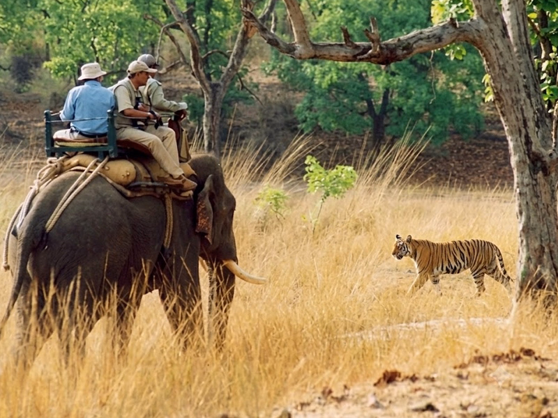 Wildlife of Corbett Tour