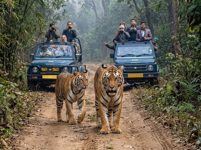 India Tiger Tour