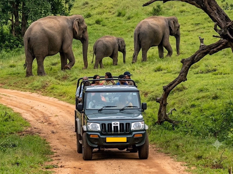 South India Wildlife Tour